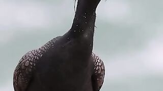 پرنده عصبی
