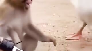 نگاه کن