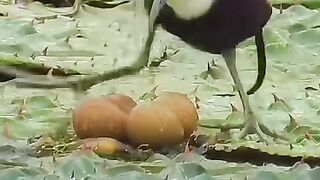 دنیای پرنده ها