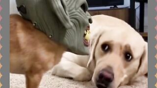 Chihuahua Prank