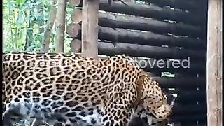 Leopard enters trap