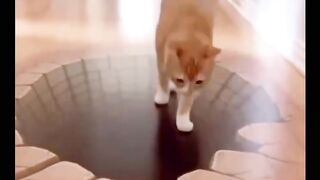 Cats. Funny video