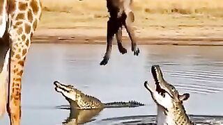 Hyena played by giraffe in front of crocodile