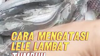 Cara MUDAH mengatasi Lele LAMBAT TUMBUH (kuntet)