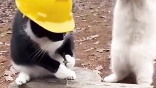 Cat Workers