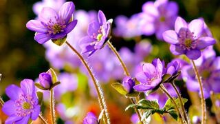 Flowers are able to dance.