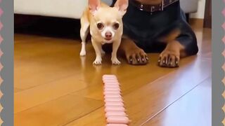 Chihuahua Random