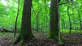 Membangun tempat berlindung di hutan