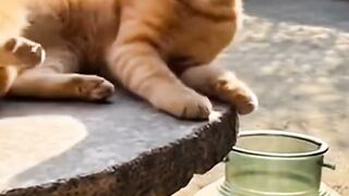 Sleeping cat