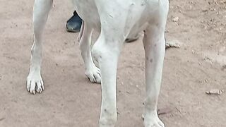 My pet dog white