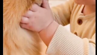 Cute Cat Enjoying the Beach   Adorable Cat at the Beach   . Cute Cat Meets the Ocean   Cat Enjoying Beach Life    Sweet Cat Having Fun on the