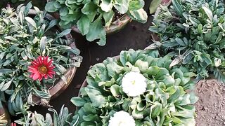 خوشیوں میں شریک ہونے کا موسم