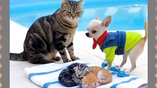 Chihuahua and Cat