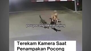 Katanya pro, aslinya feed Memelucu