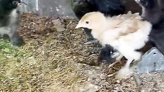 Chicken children
