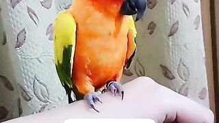 Bird parrots