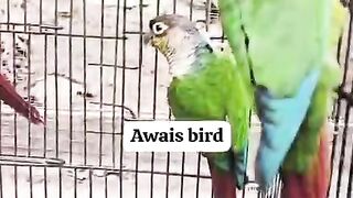 Parrot chicken