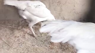 White birds