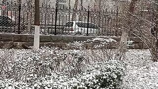 Snow fall after long time