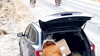 Tigers Stalk Her On The Road, She Escapes Into The Trunk