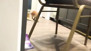 Cat investigates, gets caught, watches box possession, reports to command