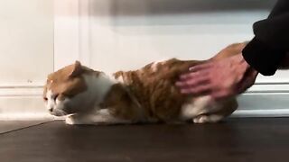 The hard pats