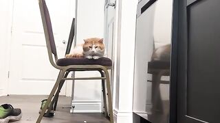 Curious kitty