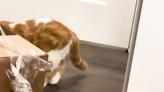 All the mews