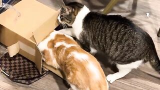 Box  cat