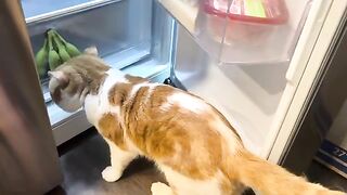 Fridge goblin