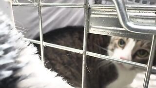TK meows!!!!