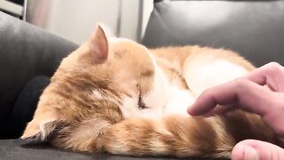 Scrunch face purry cheeks