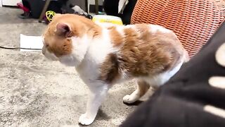 You cannot pet my cat