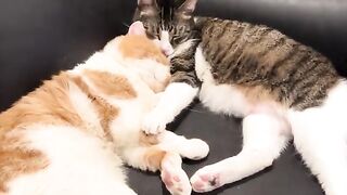 My cat