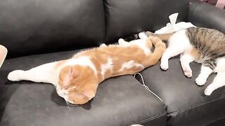Dawwws