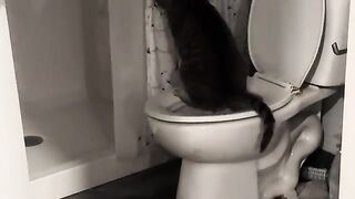 Wanna see a smart cat