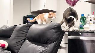Cat chasing tail