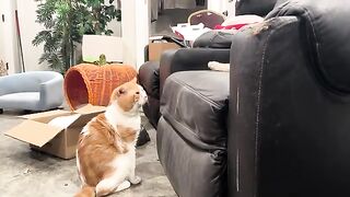 The peeping tomcat