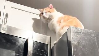 Soft fur