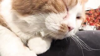 The happy purring screen filler
