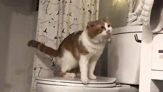 Boys  cat