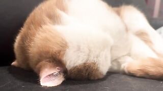 The snoring rectangle