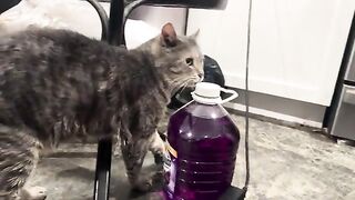 180 cat