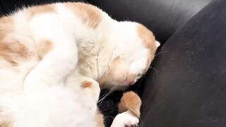 When the dream bacon smells so real it wakes you up