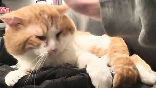 Wanna see a cute cat?