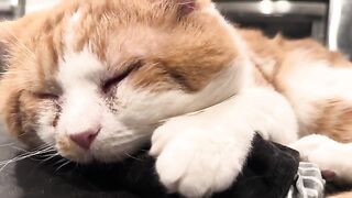 A purry orange tomcat