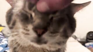 Purr  cat