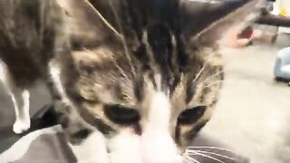 TK  cat