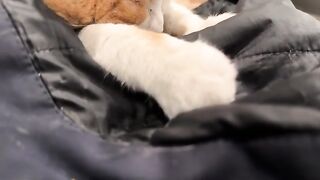 Cat sounds and yawns