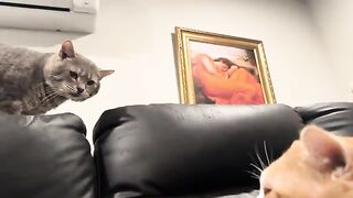 Cattitude